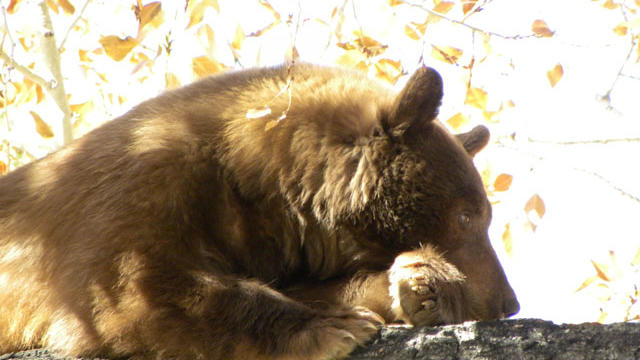 picture-141-alamosa-bear.jpg 