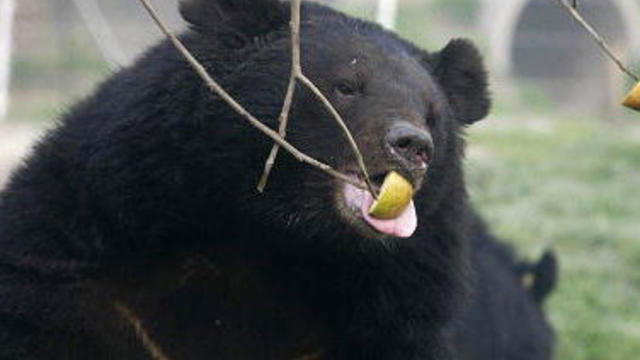 black-bear-getty-images.jpg 