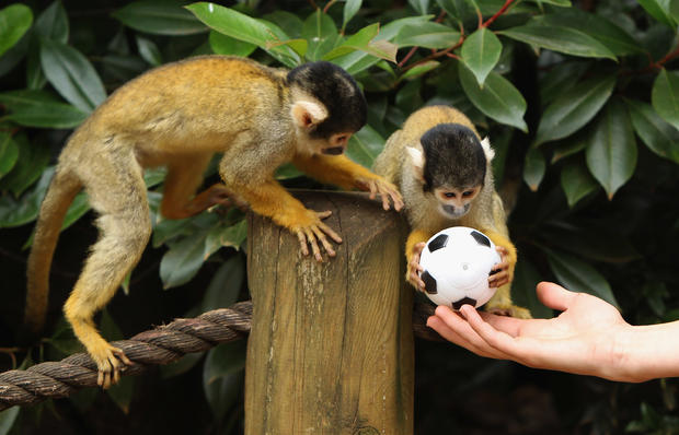 baby-bolivian-monkeys.jpg 