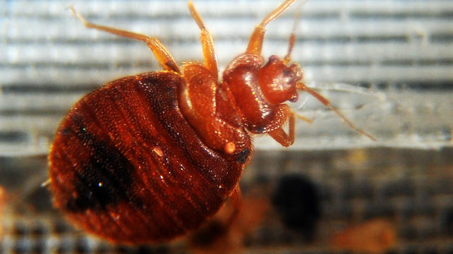 bed-bugs-gettyimages.jpg 