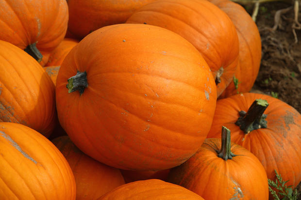 Pumpkin Harvest Begins 