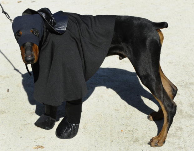 A dog dressed as Zorro  
