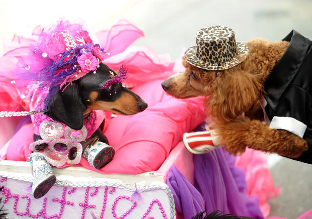 Dogs attend the Halloween Parade 