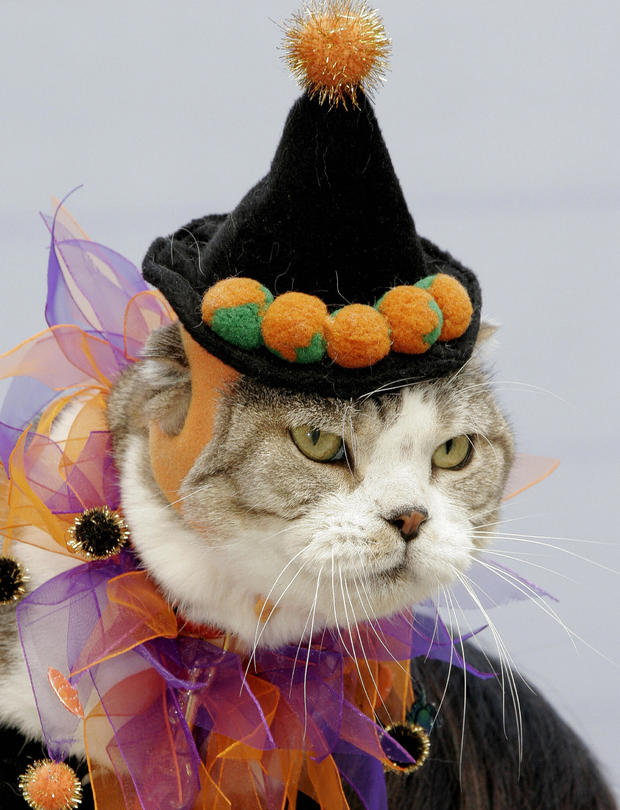 A cats wearing a costume looks on during 