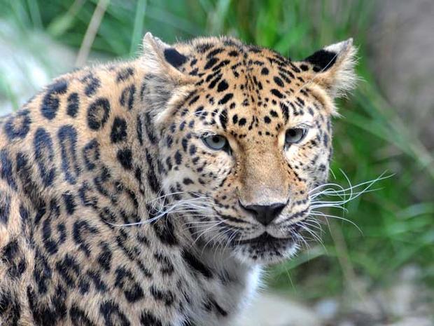 leopard2.jpg 