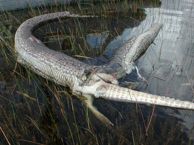 python and alligator 