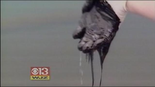 oil-spill.jpg 