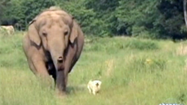 Unlikely friendship of elephant and dog 