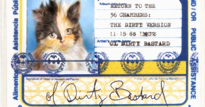 Kitten Fake Id