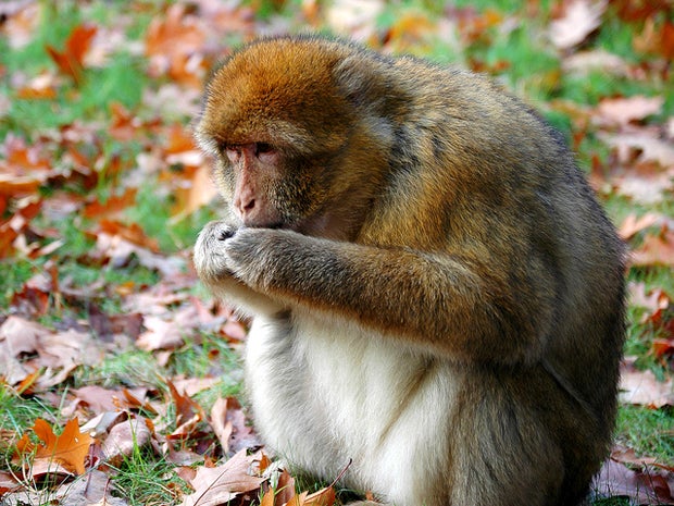 rhesus monkey, rhesus macaque, stock