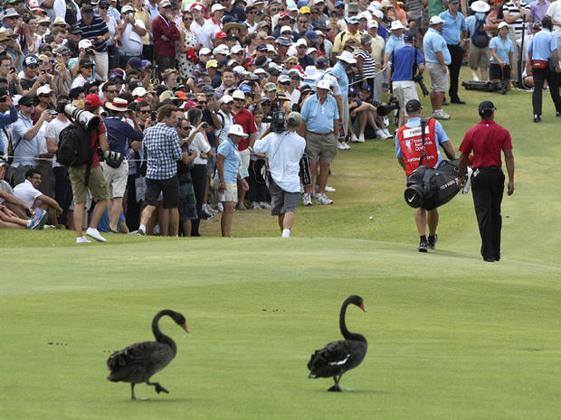 Two black swans follow U.S. golfer Tiger Woods 