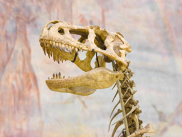 2/3/12 - Family &amp; Pets – A Guide to Baltimore's Maryland Science Center – T-Rex Skull 