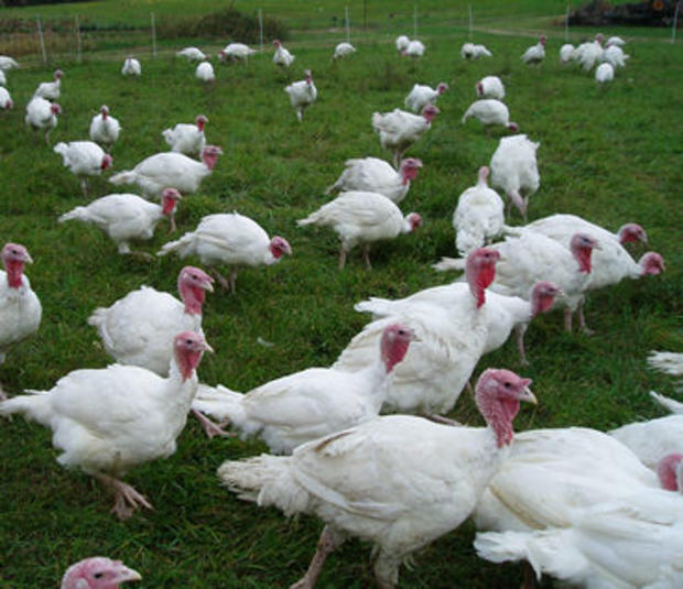 Roeske Farms Turkeys 