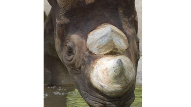 rhino.jpg 