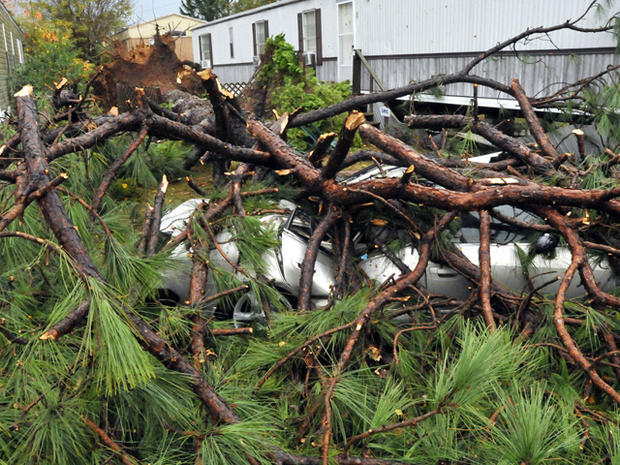 downed pine tree covers a car  