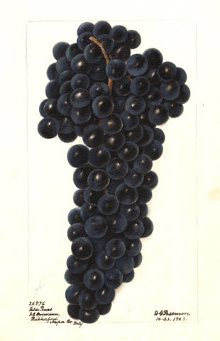 Sunmo_Grapes_Valdepenas.jpg 
