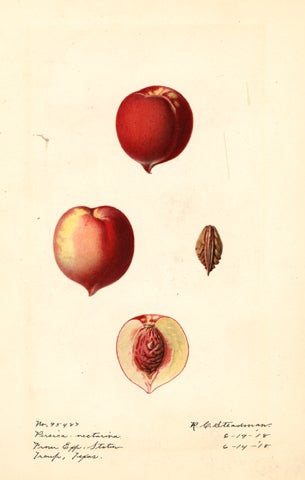 Sunmo_Nectarines.jpg 