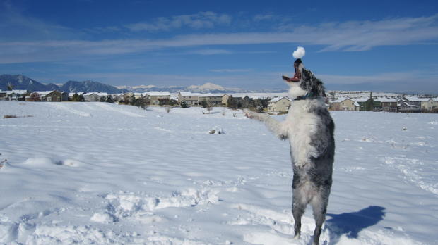 balancing_snowball_on_nose_best_pic_ever1.jpg 