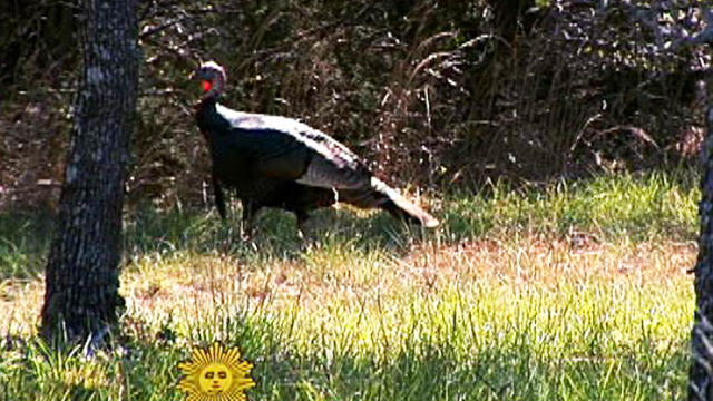 sm_1120_TURKEYS.jpg 