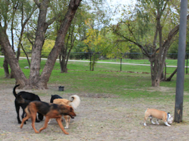 F &amp; P - 1.6.12 - Best Places to take Your Dog in DFW - WhiteRockLakeDogPark 
