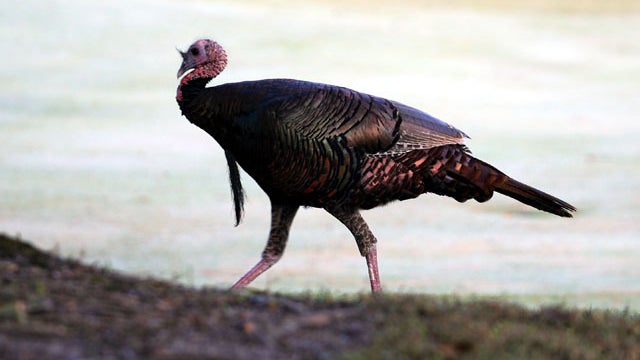 081107-wild_turkey-083601759.jpg 