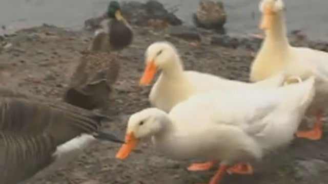 ducks_story.jpg 