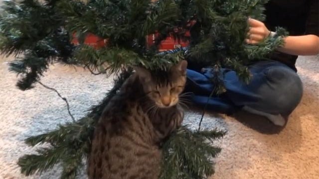 Oskar the blind kitten at christmas 