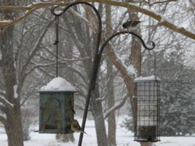 2/4/12 – Travel &amp; Outdoors – Top Winter Birdwatching - Winter Feeders 