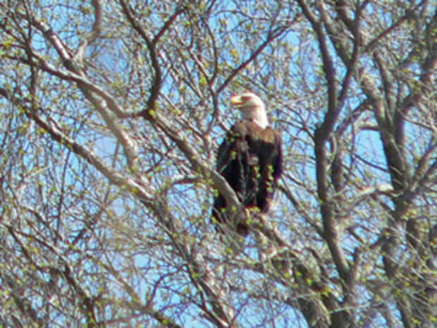 2/4/12 – Travel &amp; Outdoors – Top Winter Birdwatching - Bald Eagle 