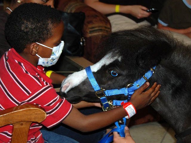 Therapy animals Doggie docs, horse helpers, and more