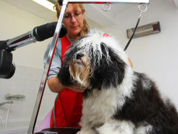 pet wash dog grooming 