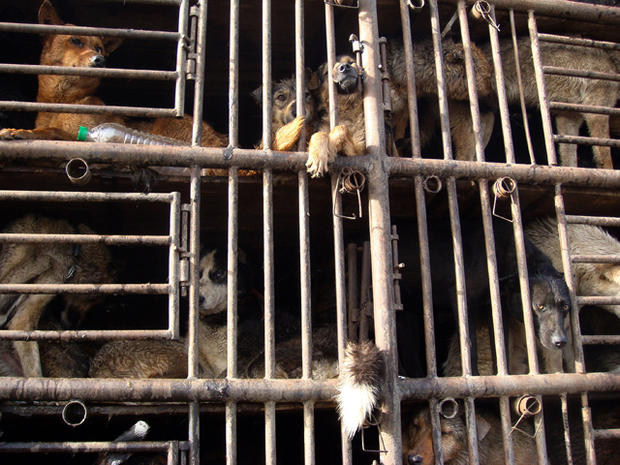 Dogs are seen behind cages on a truck  