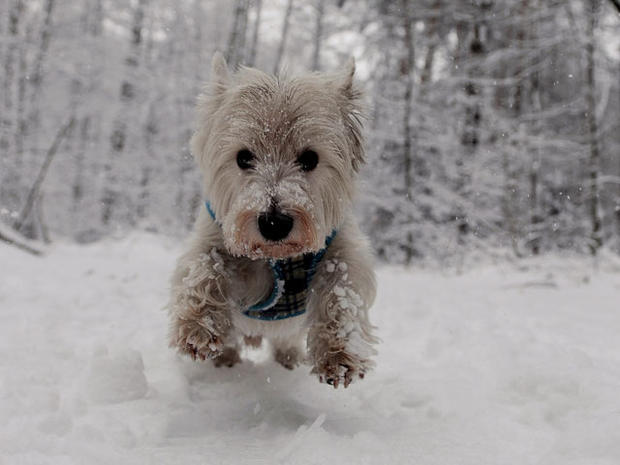 Dog In Snow, Winter 