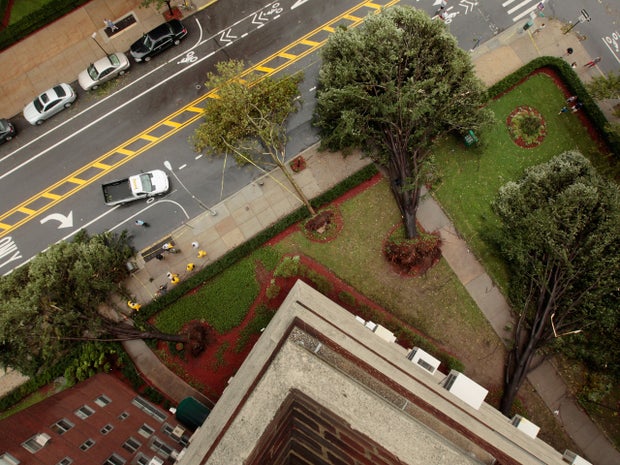 Irene knocks down five large trees 