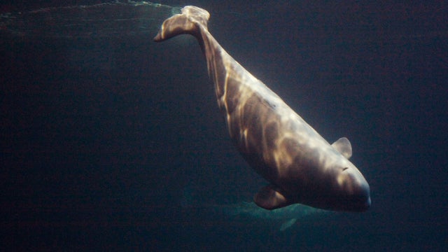 Baby beluga whale 