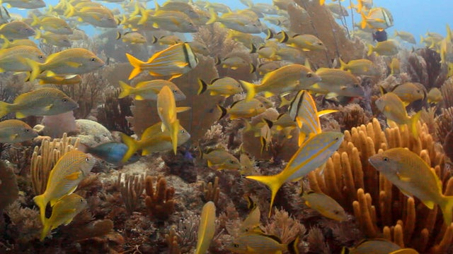 The Gardens of the Queen  