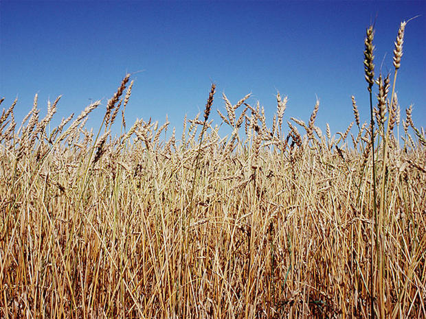 scientists-super-wheat-to-boost-food-security-credit-jupiter-images.jpg 