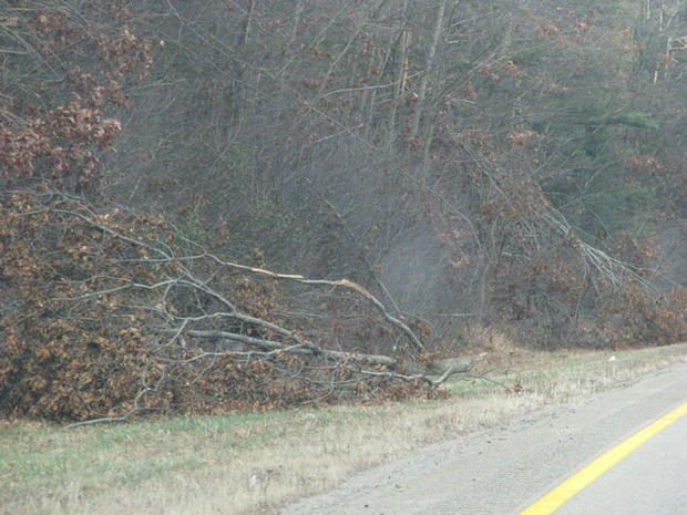 Branches Broken on I-95 
