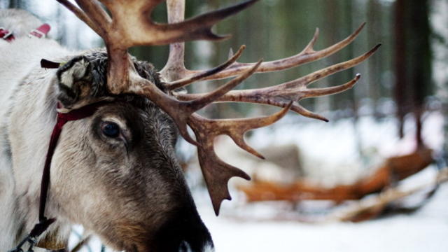 reindeer-getty.jpg 