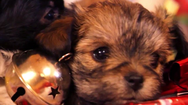 Puppy_Christmas_copy_1.jpg 