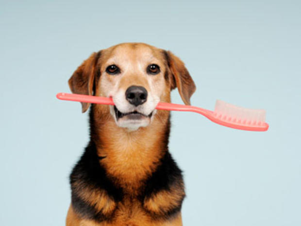 dogwithtoothbrush 