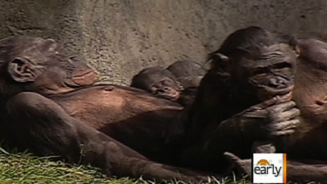 "The Wastebook Report" says a taxpayer-funded study of why chimps fling their feces is an example of wasteful federal spending. 