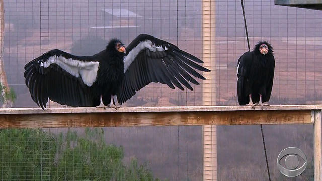 California condors 