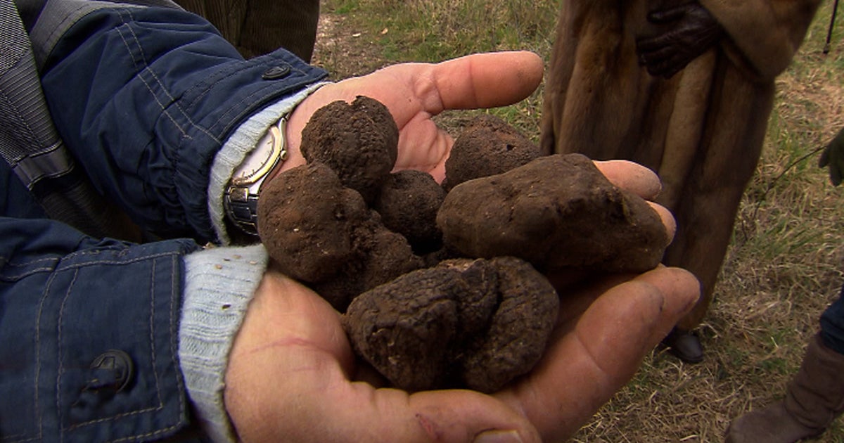 The trouble with truffles CBS News