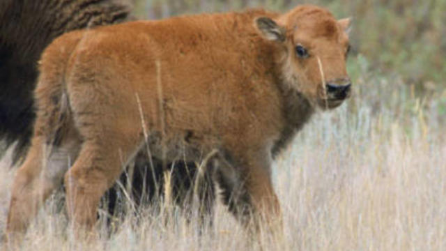 bison-calf.jpg 
