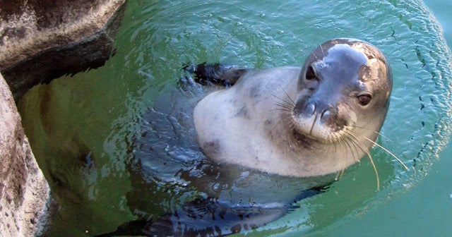 Rash of Hawaiian monk seal killings - CBS News