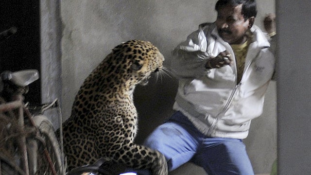 leopard_tAP120107010593.jpg 