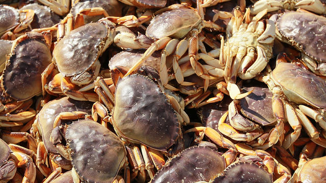 sf-crab-season.jpg 