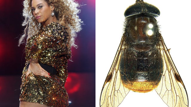 Beyonce_fly_117431097.jpg 