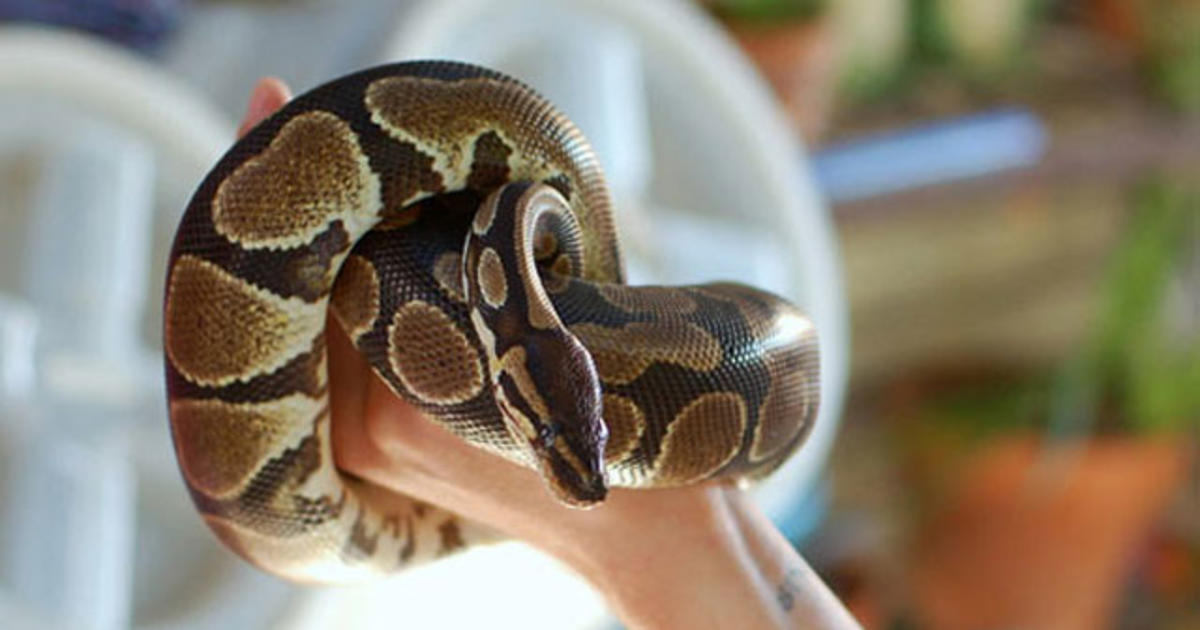 Unusual pets that are legal to own